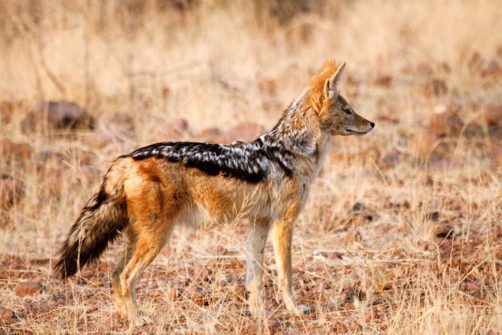 Black-backed jackal, Palmwag Conservancy, Namibia